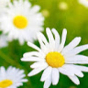 Meet your Posher, Killy